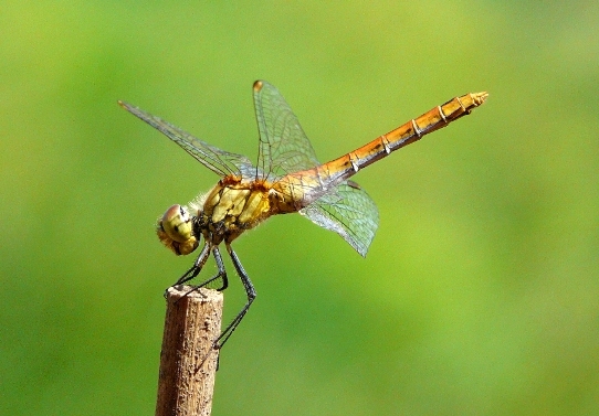 Identificazione libellula